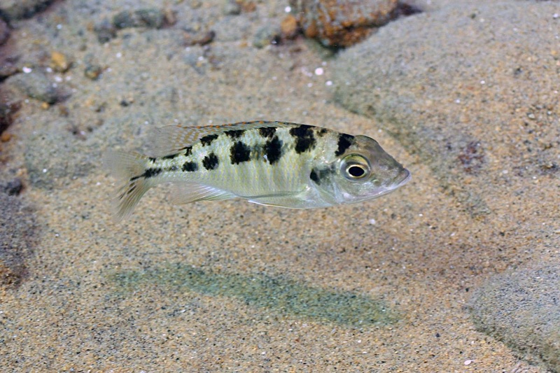 Mylochromis mola 'Malopa'